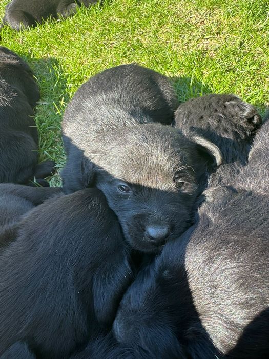 oferim catelusi golden retriever metis