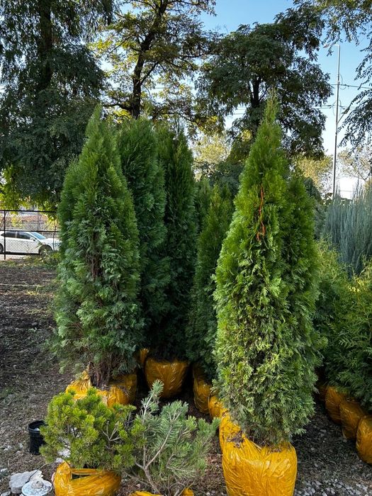 Туя Смарагд от 1м до 3м  доставка и посадка 

Описание:
Продаю