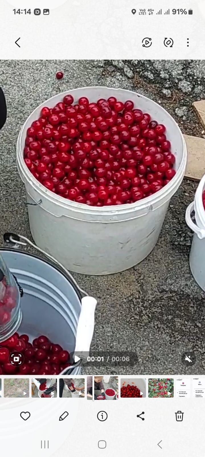 Продам вишню садовую