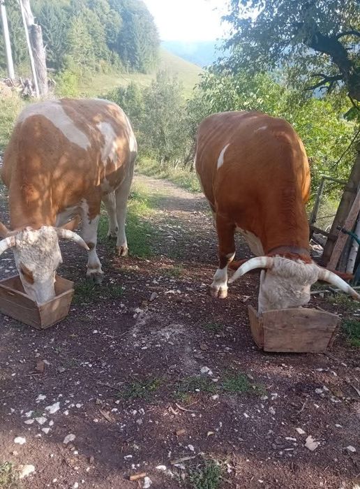 Boi de vânzare mai multe detali la nr de tel
