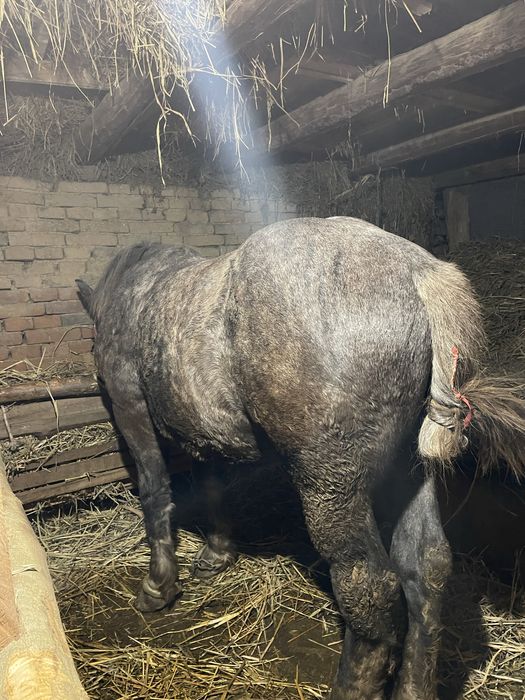 Schimb pecheron original de un an, nu ofer diferență