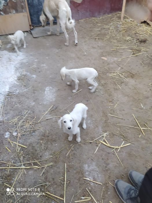 Продам щенков Тазы