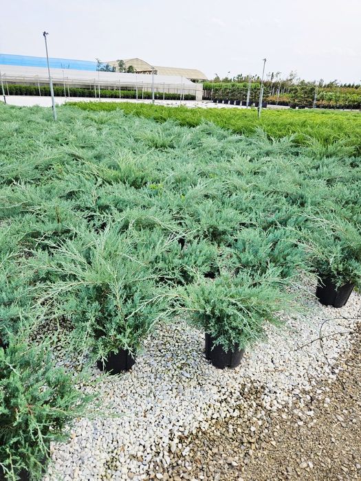 Vând ienupăr târâtor