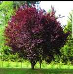 Prunus pisardis (corcodus rosu)