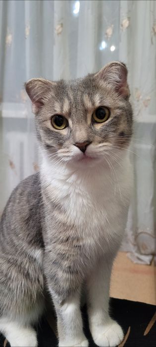 Отдам в хорошие руки котика