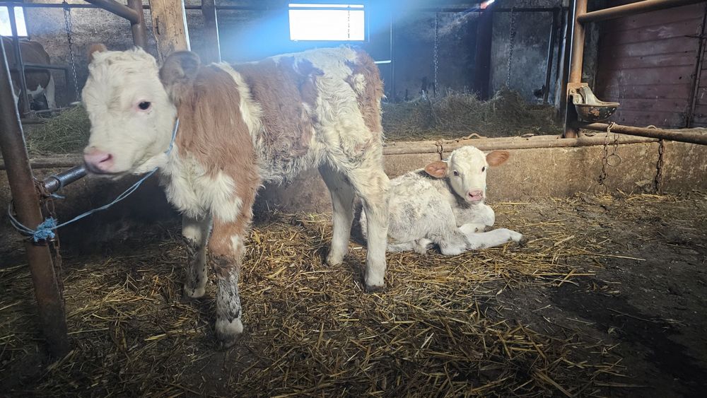 Vitei Vitel vitea  Tauras -Baltata Românească de lapte