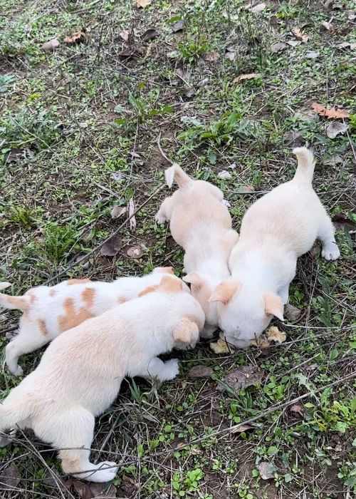 Подарявам Бели кученца Малка порода