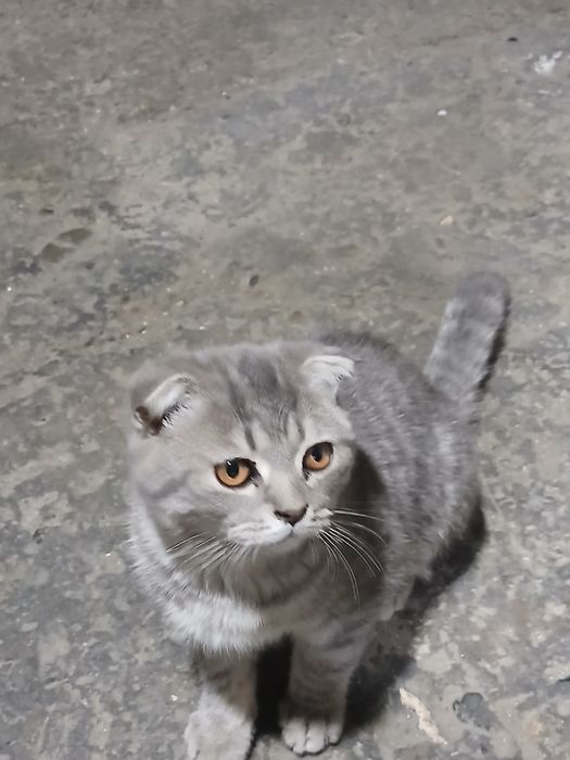 Zottor mushuk sotiladi zoning британские  короткошёрстная  mushug