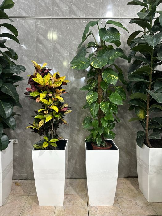 Цветы для офиса и дома в горшках оптом