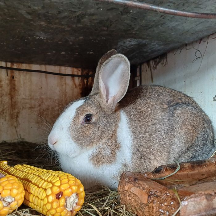 Iepuri hycole francez