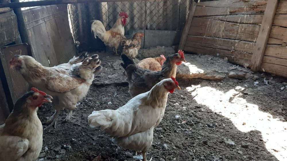 Продаются куры  несушки