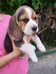 Fetita beagle tricolor