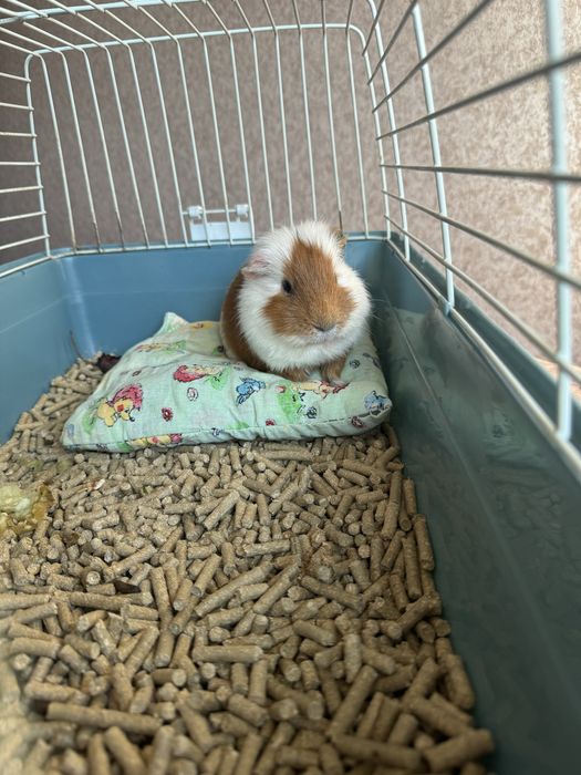 Морская свинка в добрые руки