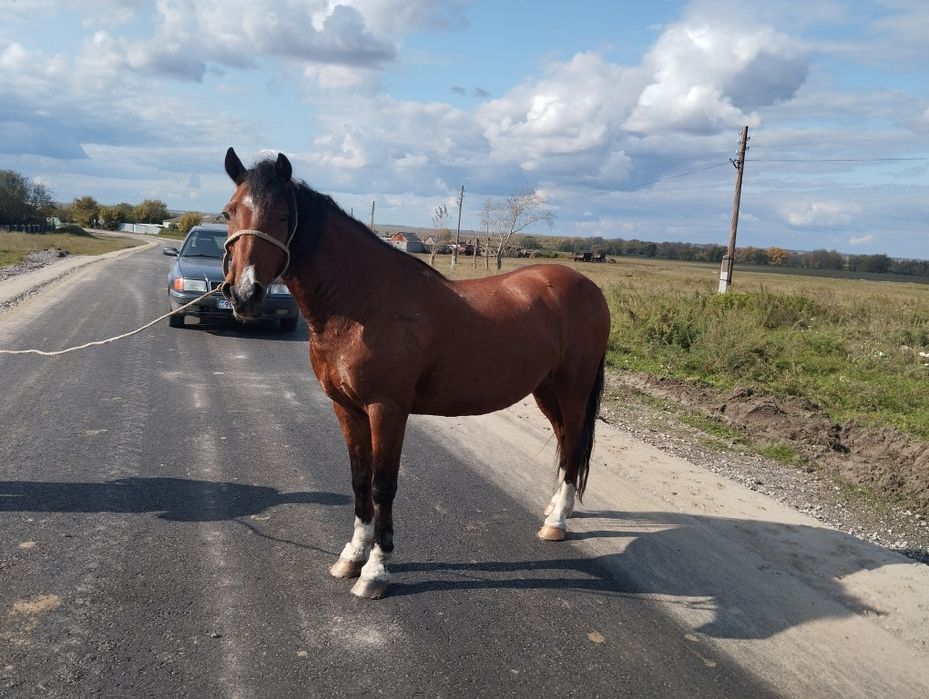 Продам    мерина