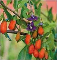 30 Seminte de Goji Berry =30lei / 1planta de cca 2m = 30lei