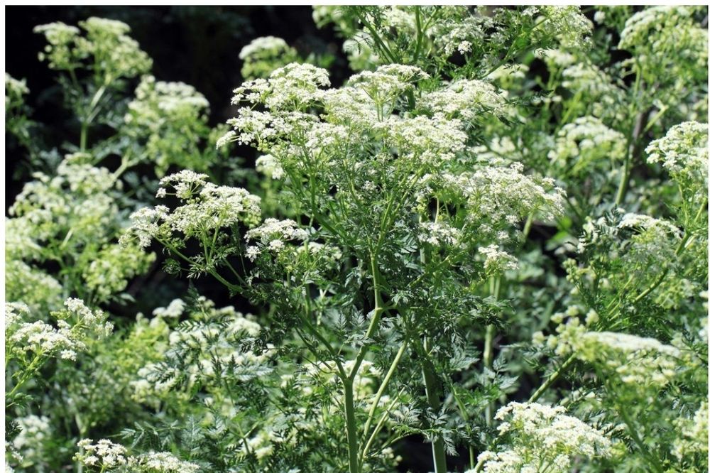 Болиголов для лечения