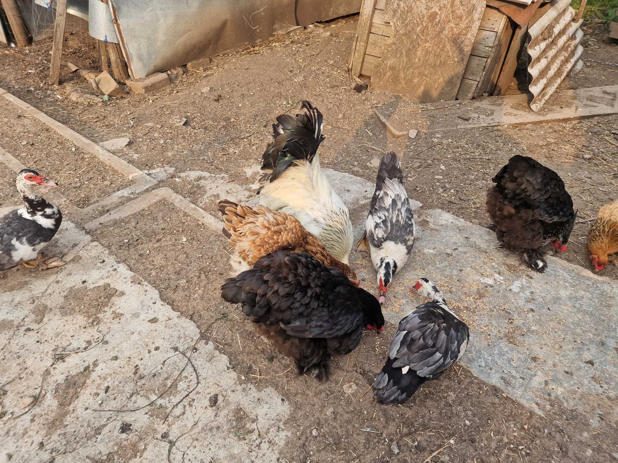 Gaini si cocoș Brahma