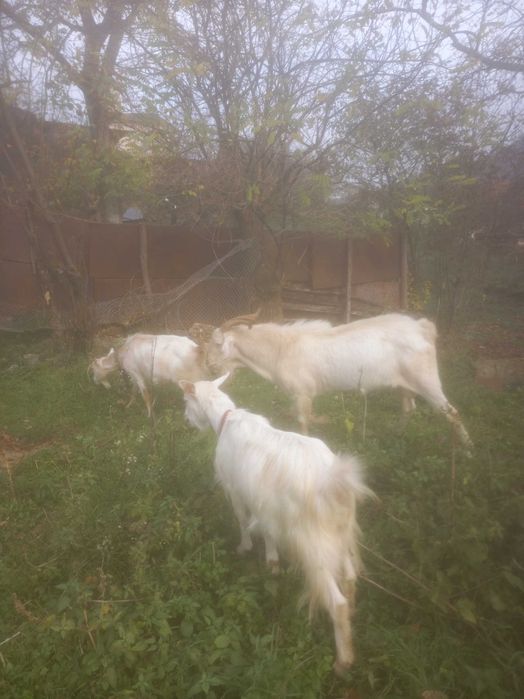 Capre de vânzare com. Dognecea