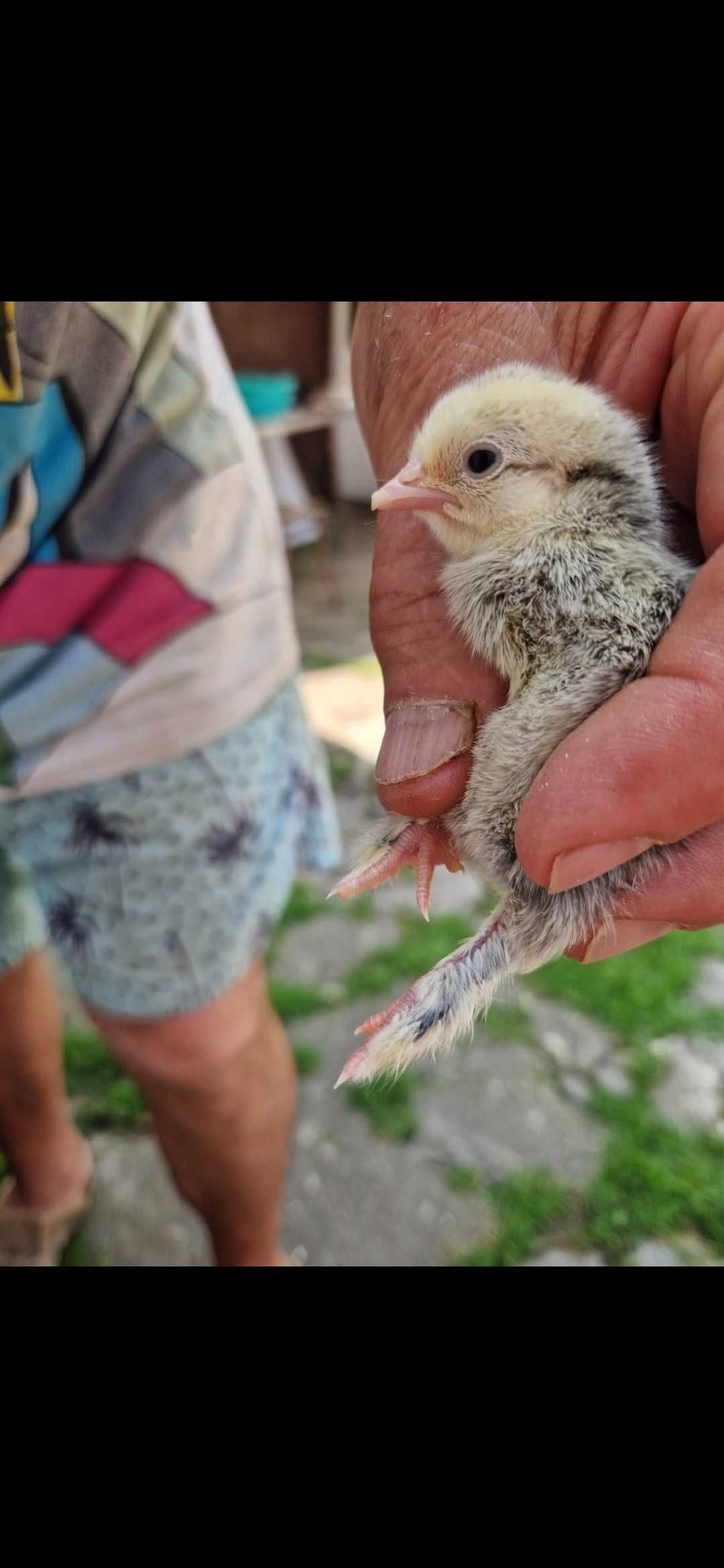 Pui gaini piticesti de portelan