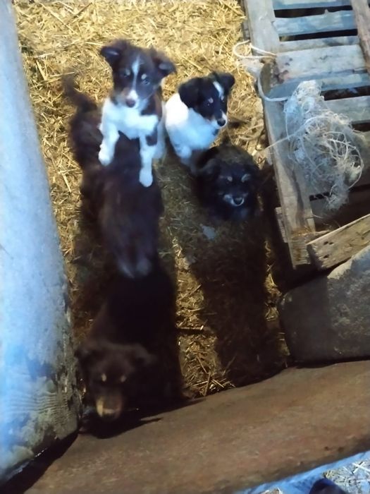 Donez căței talie mica