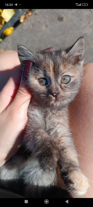 Котята ,девочки в добрые заботливые руки