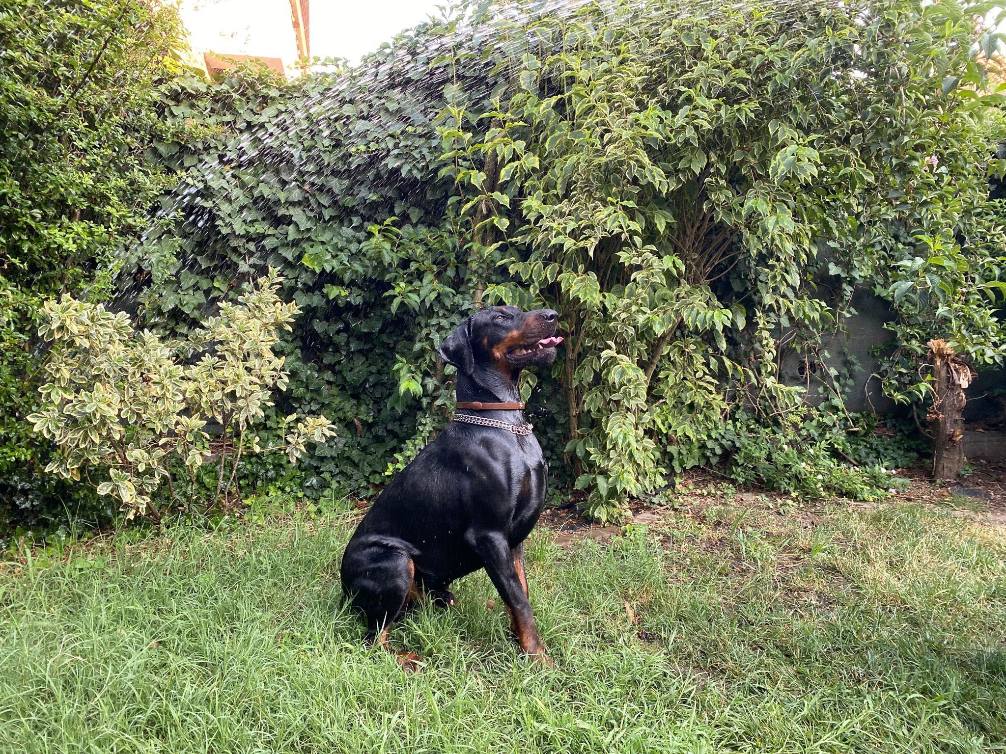 Ofer gratuit spre adopție Doberman