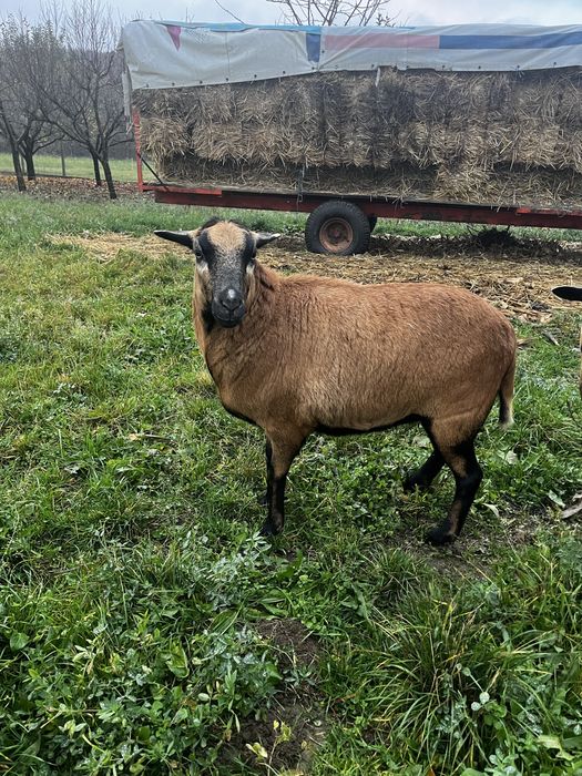 Vând oaie de camerun