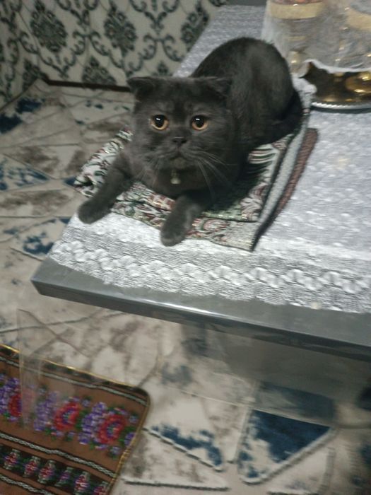 Skotsh fold mushugi sotiladi