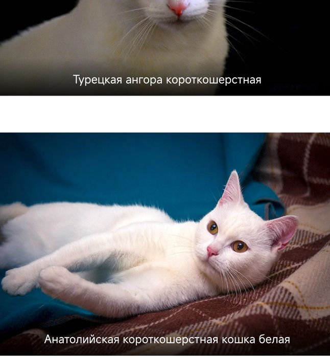 Белая кошка кошечка турецкая анатолийская ангора