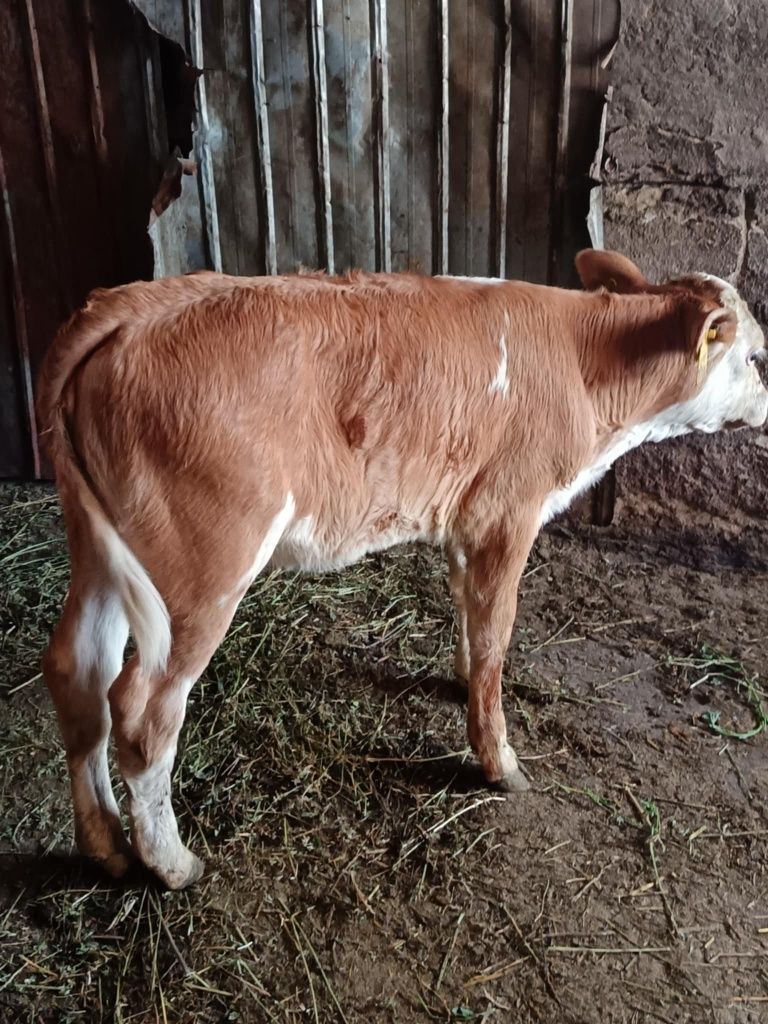 Vând 2 taurasi și 2 vitele