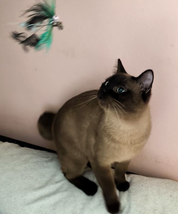 Котета  порода Тойбоб