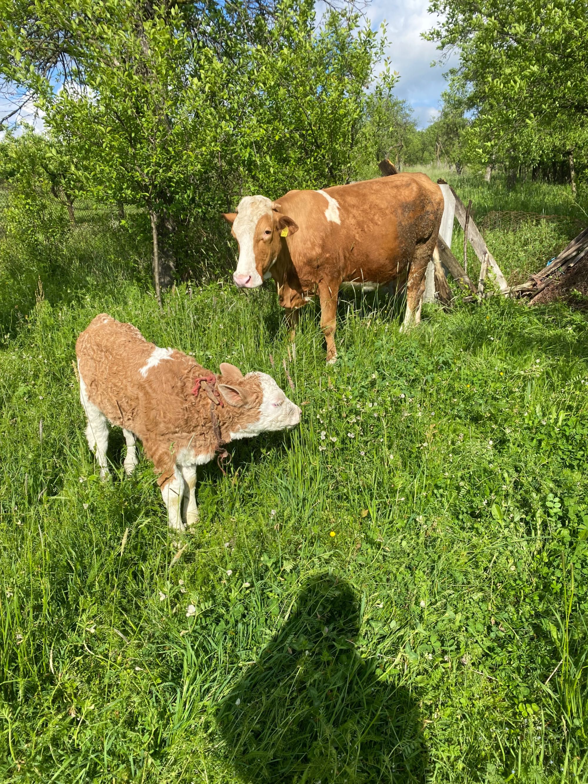 Vaca cu Vitea de vanzare
