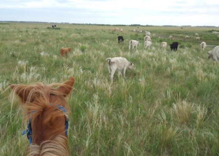 Фазенда,  Ферма,  Откорм площадка