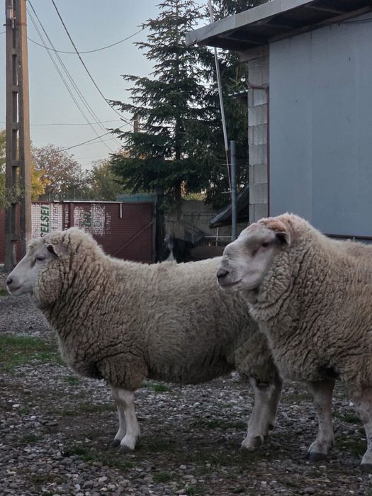 Berbec si o mioară