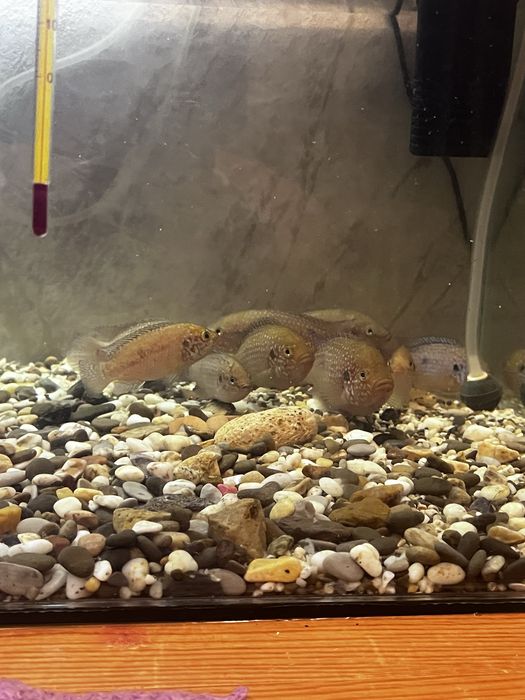 Обменяю хромисов на сомиков или гуппи