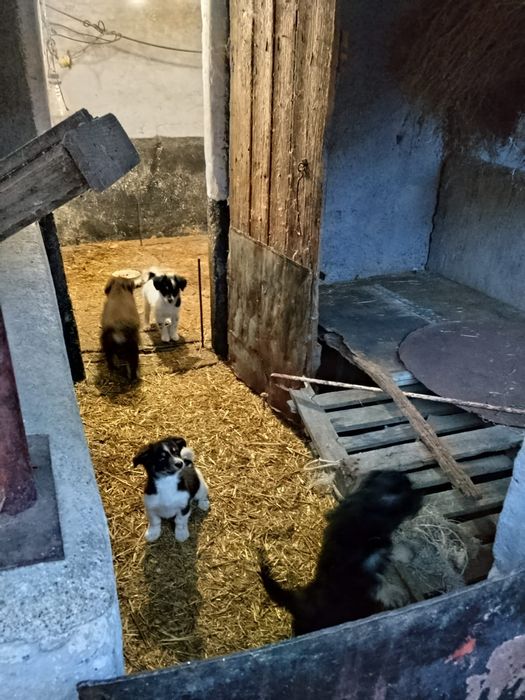 Donez căței talie mica