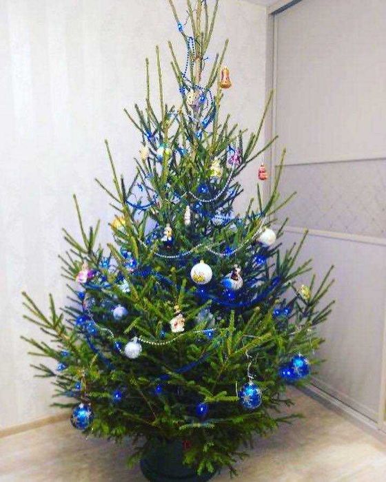 Елка живая в горшке, доставка живых елок, новогодние елки, ель купить