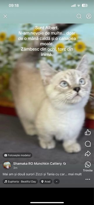 Motanel rasa Munchkin coloure point cu pedigree