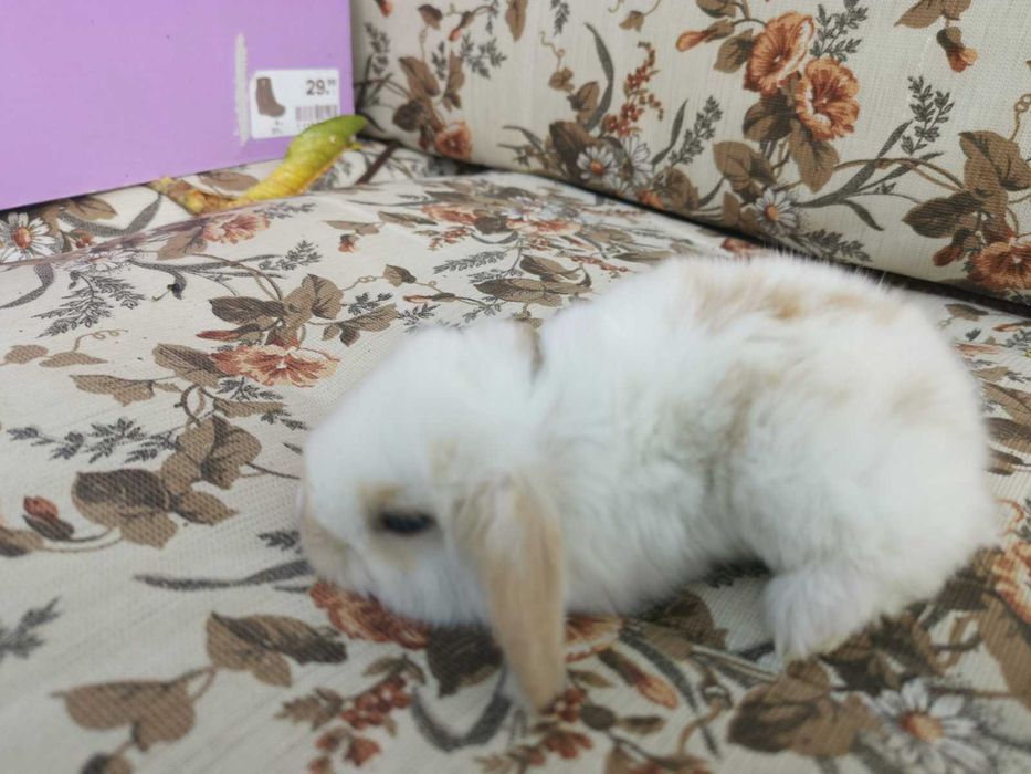 Декоративни мини зайчета