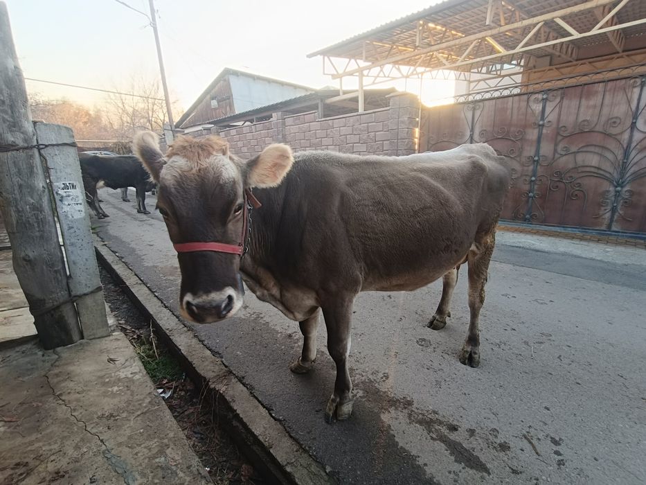 5сиыр сатылады порода алатауский