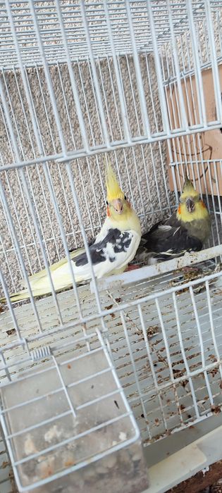 Vând papagali cu cușcă mare