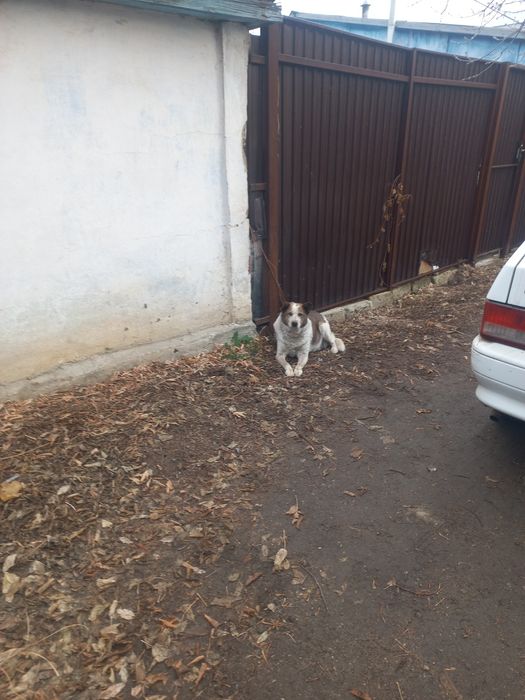 Лает но не кусает