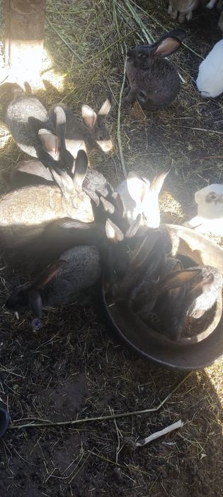 Продам кроликов.