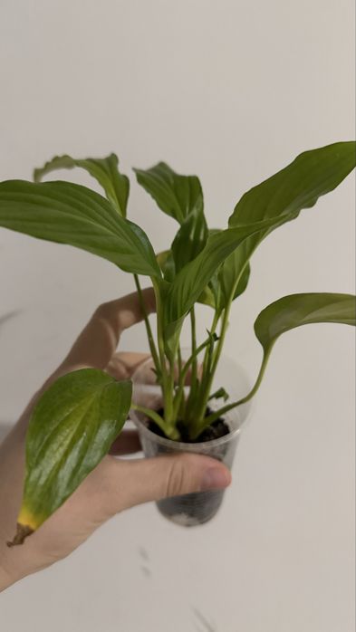 Женское счастье, спатифиллум