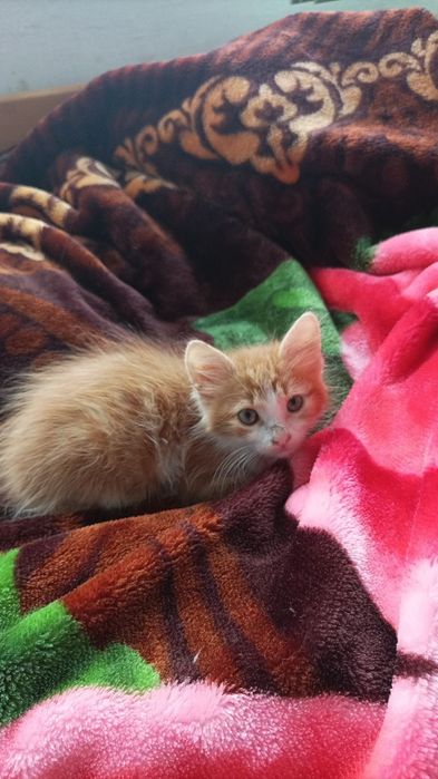 Подарявам котенце