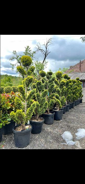 Laur englezesc lelandy tuia smarald spirale pon pon magnolia mesteacă