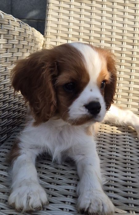 Cavalier king charles