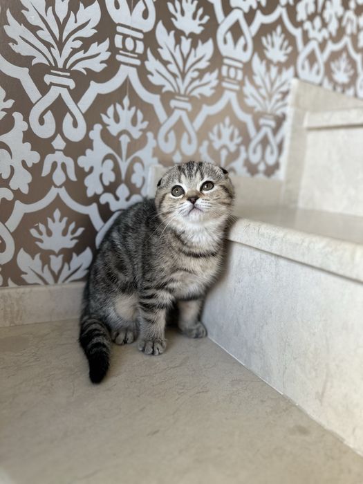 Британски котета