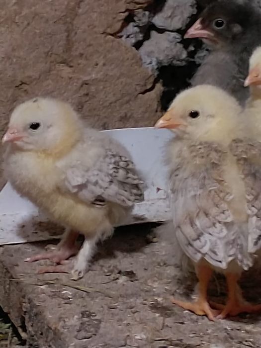 Цыплята домашние