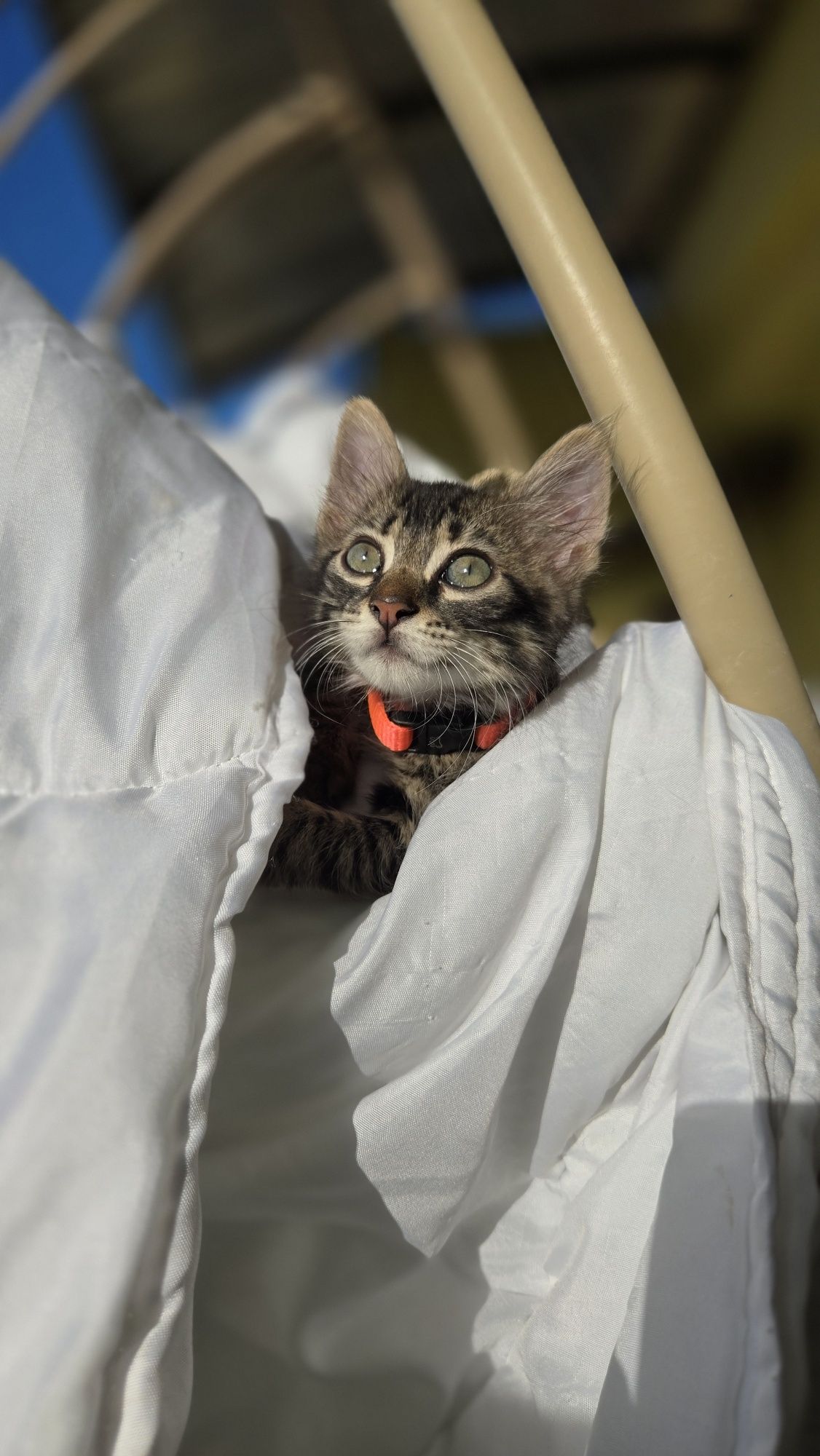 Мъжко пухкаво коте